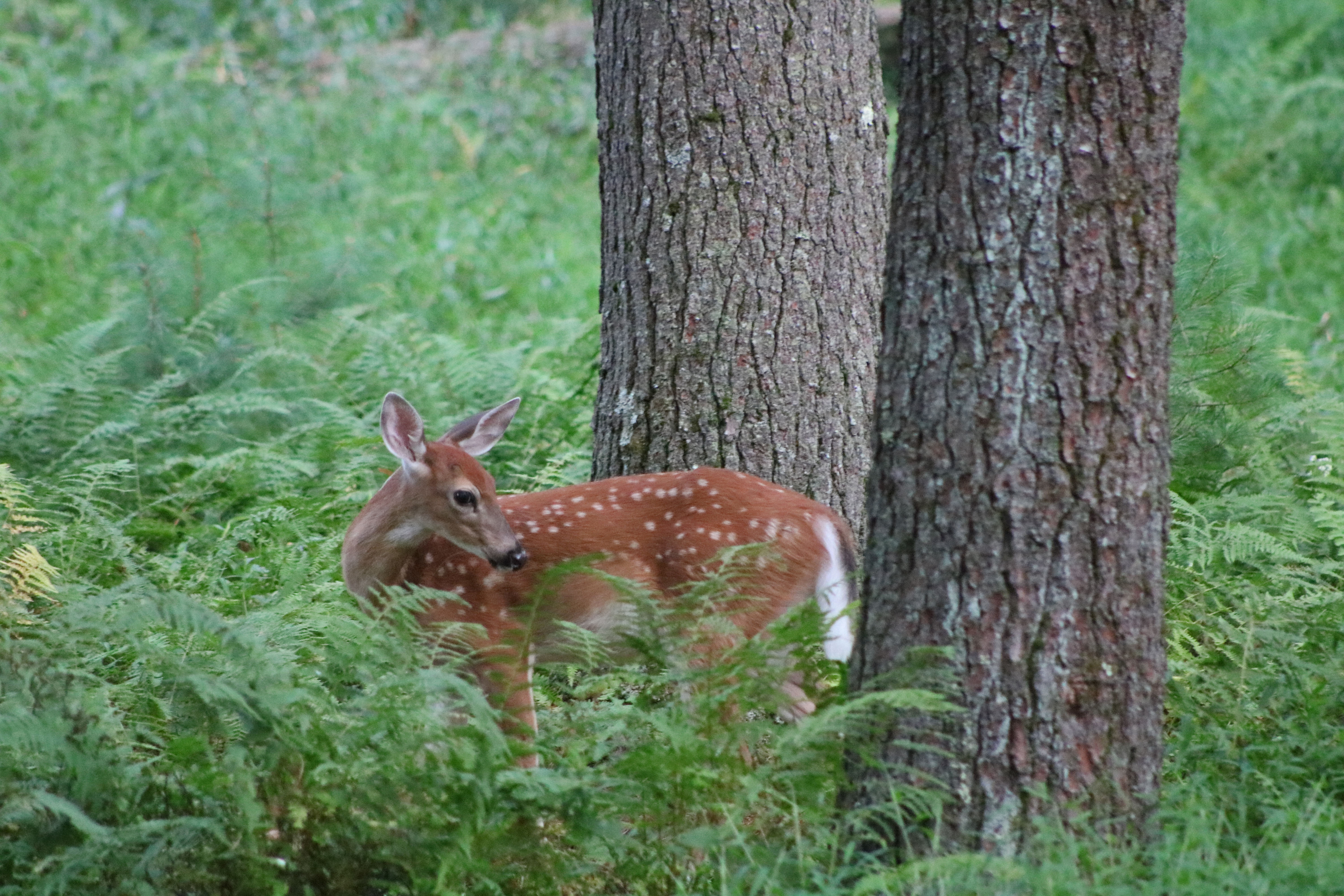 Fawn in Ferns