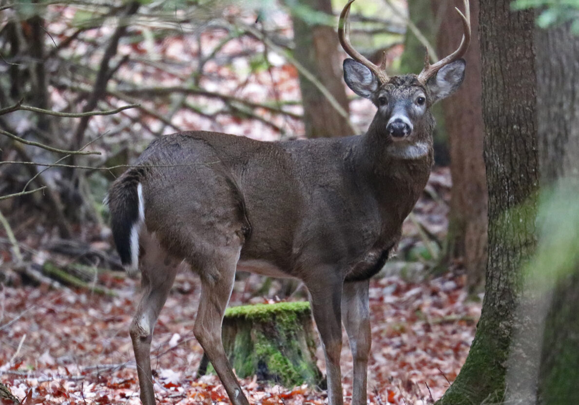 8 Pt Buck (Scaled)